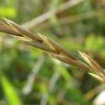 How to get rid of couch grass?