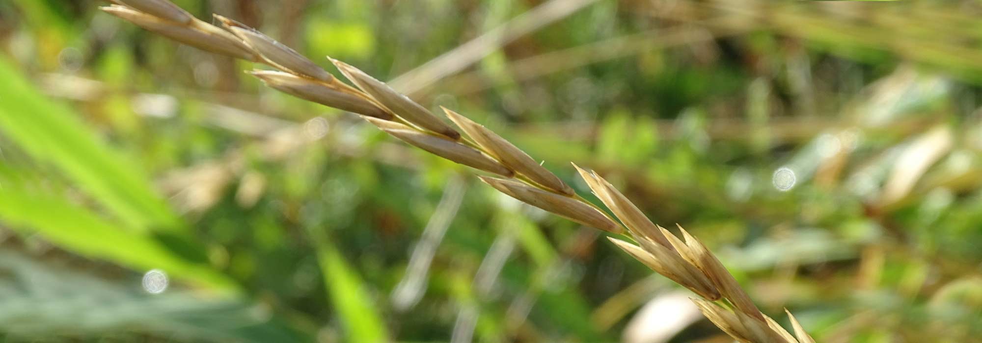 How to get rid of couch grass?