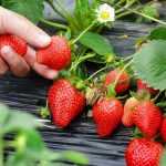 Choosing strawberry plants