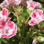 Choosing a pelargonium