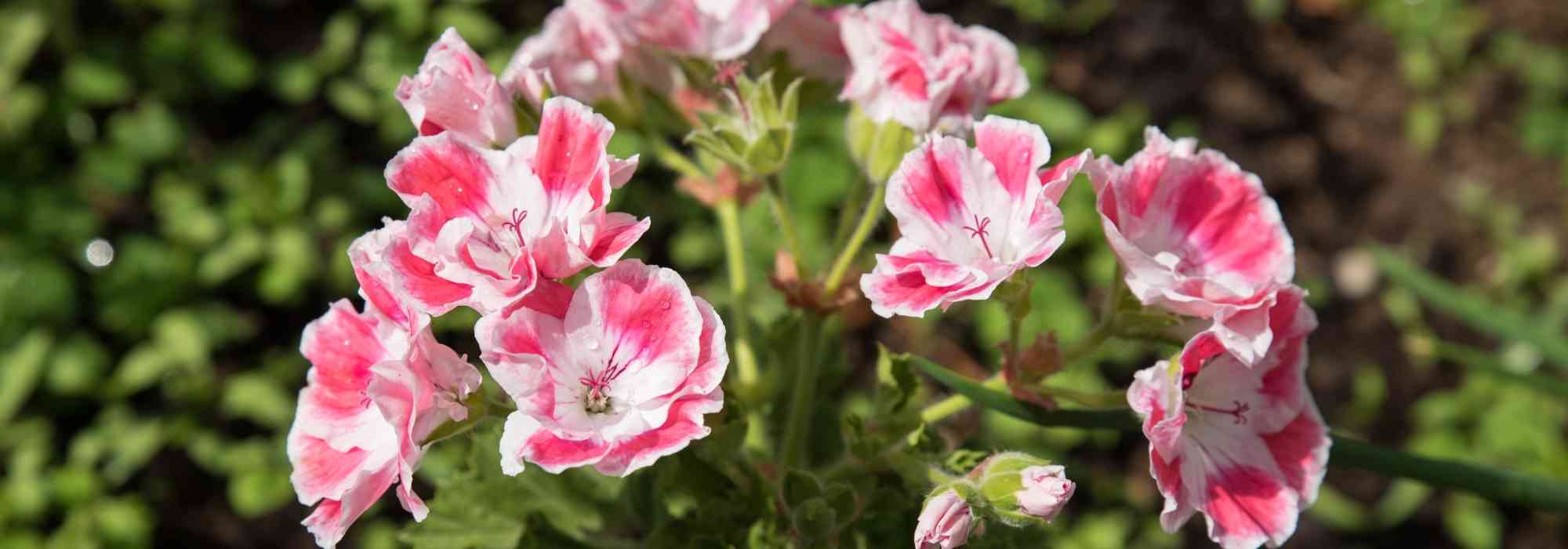 Choosing a pelargonium