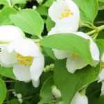 How to choose the ideal Philadelphus or Mock Orange ?