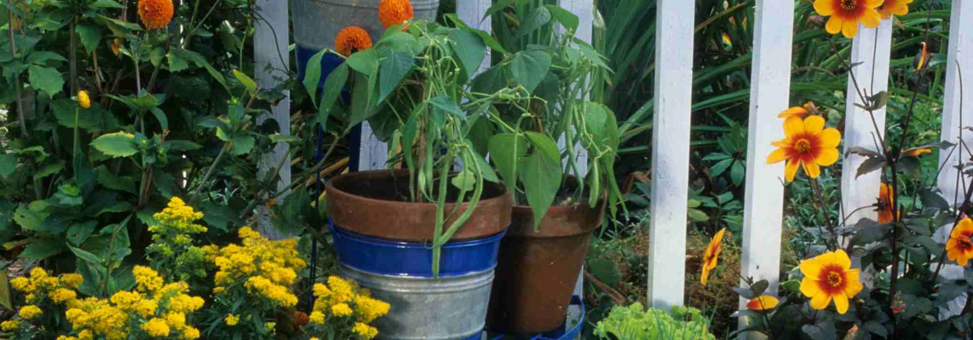 How to grow beans in a pot?