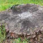 How to remove a tree stump?