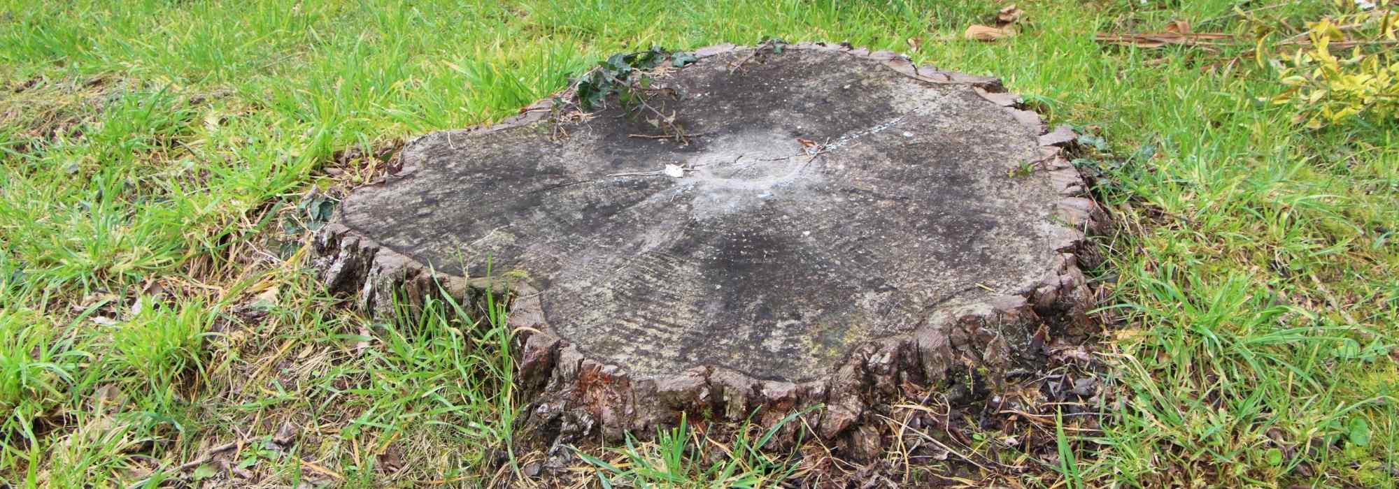 How to remove a tree stump?