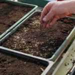 How to sow in a seed tray?