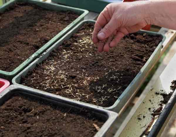 How to sow in a seed tray?