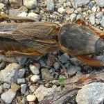 The mole cricket