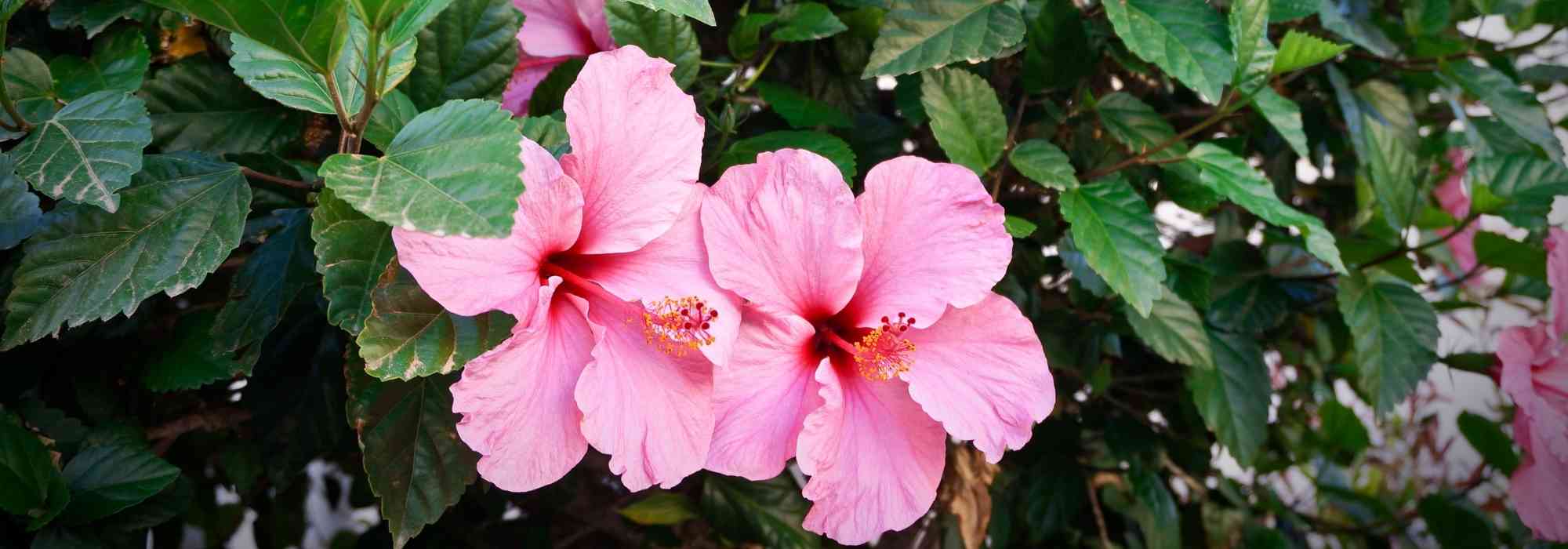 Growing a hibiscus in a pot
