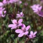 Erodium, Beak of Crane: planting, cultivation, and care