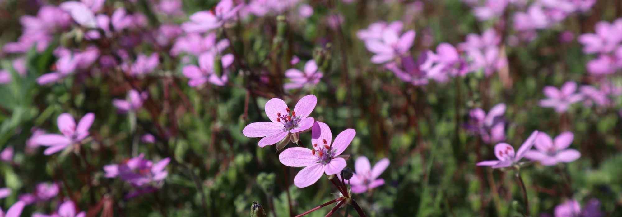Erodium, Beak of Crane: planting, cultivation, and care