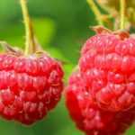 How to grow raspberry in a pot?