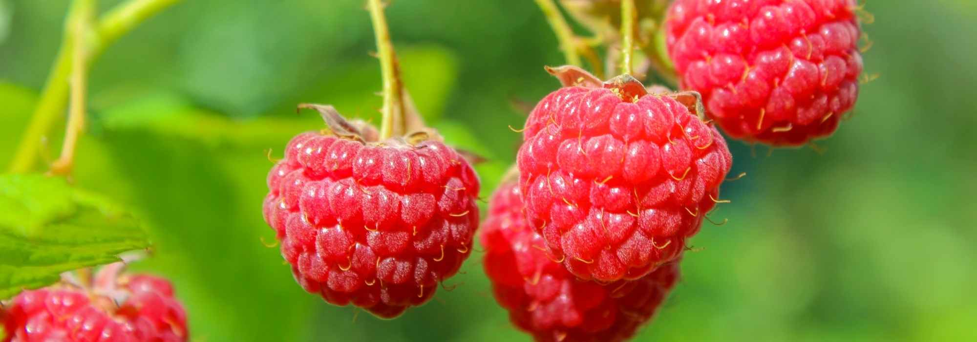 How to grow raspberry in a pot?