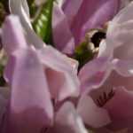 10 magnolias with pink flowers