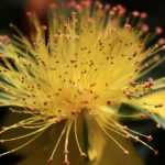 Pruning of St John's wort