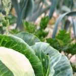 5 leafy vegetables for mountain vegetable gardens