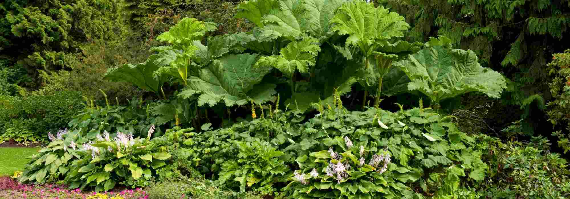 How to create a successful foliage border?