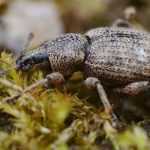 How to get rid of vine weevils?