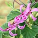 How to take cuttings from scented, ivy-leaved or zonal pelargoniums?