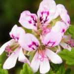 10 pelargoniums with scented foliage