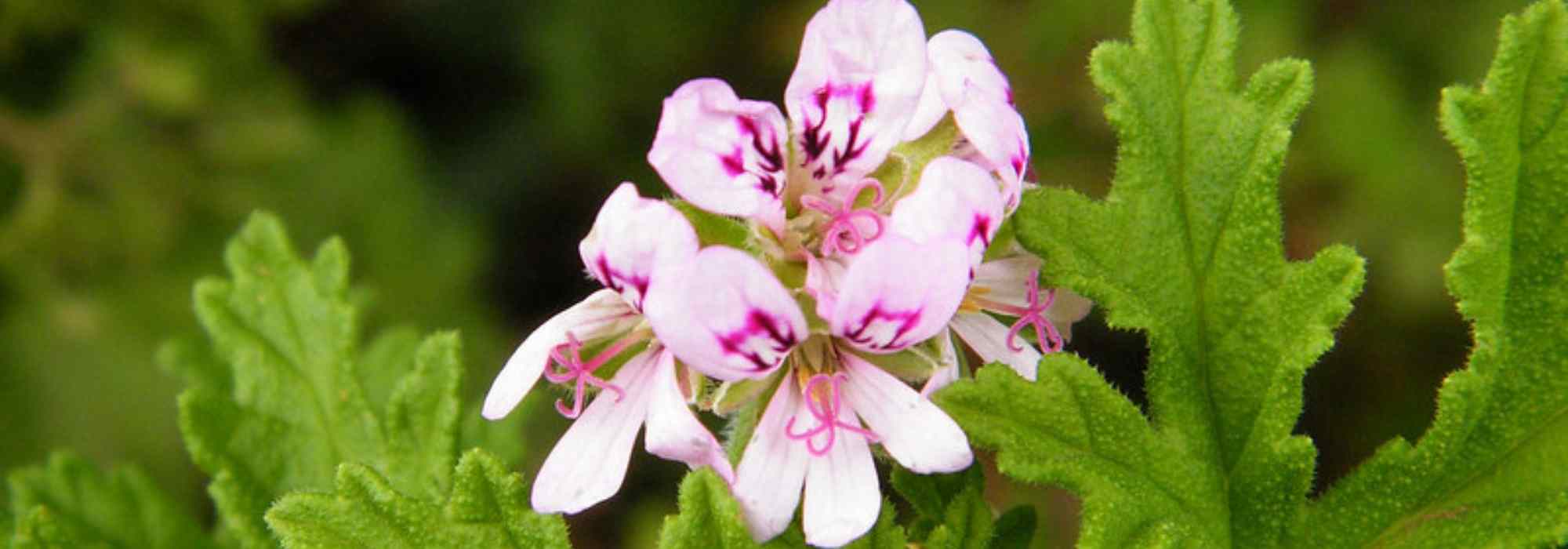 10 pelargoniums with scented foliage
