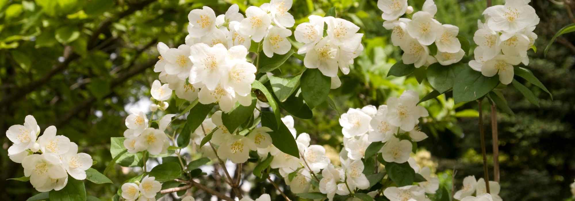 How to propagate mock orange?