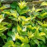 Allergenic or urticating plants