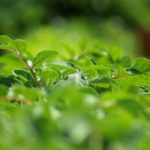 When and how to earth up potatoes?