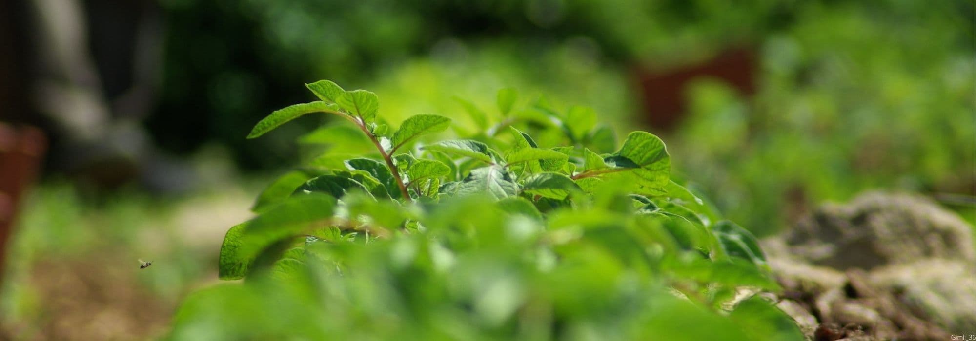 When and how to earth up potatoes?