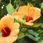 How to choose a hibiscus?