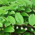 6 ideas for pairing Solomon's seal