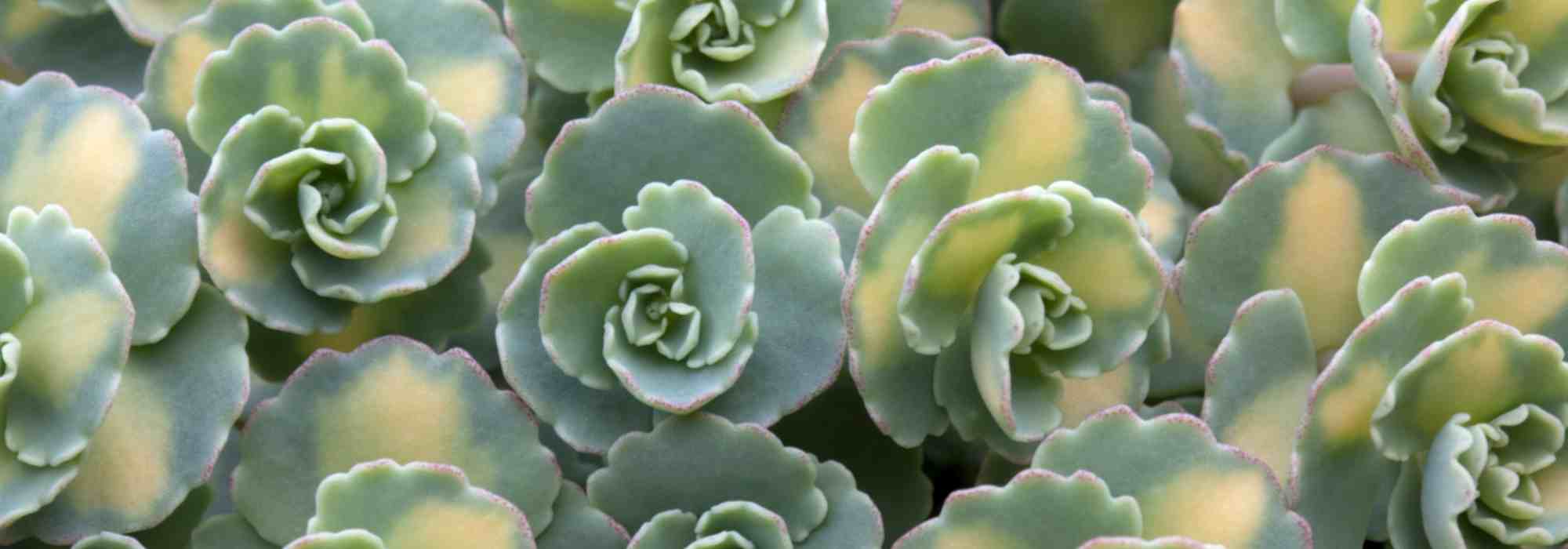 Sedum: 7 groundcover species and varieties