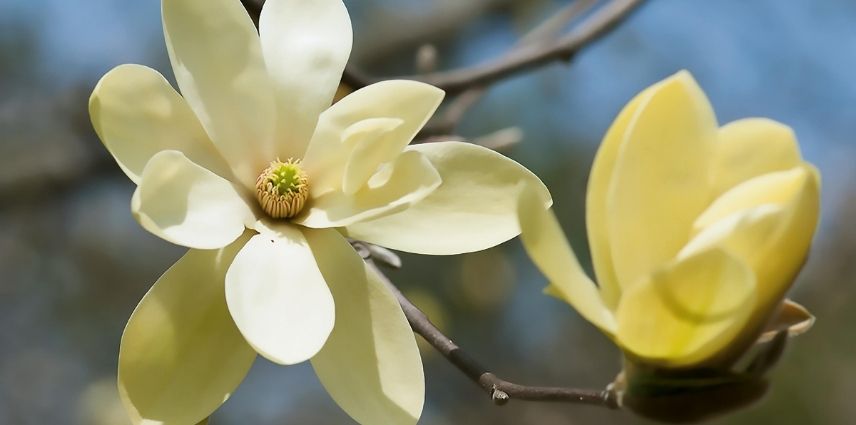 7 magnolias with yellow flowers