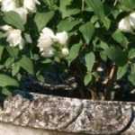 How to grow mock orange in a pot?