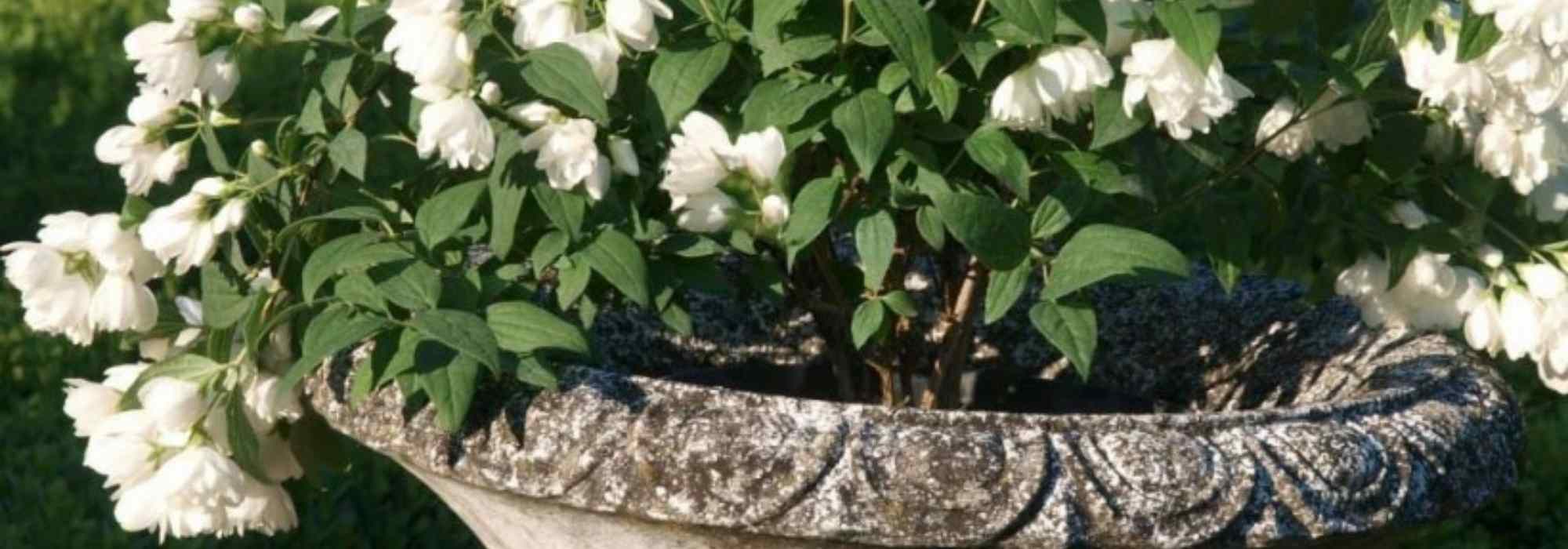 How to grow mock orange in a pot?