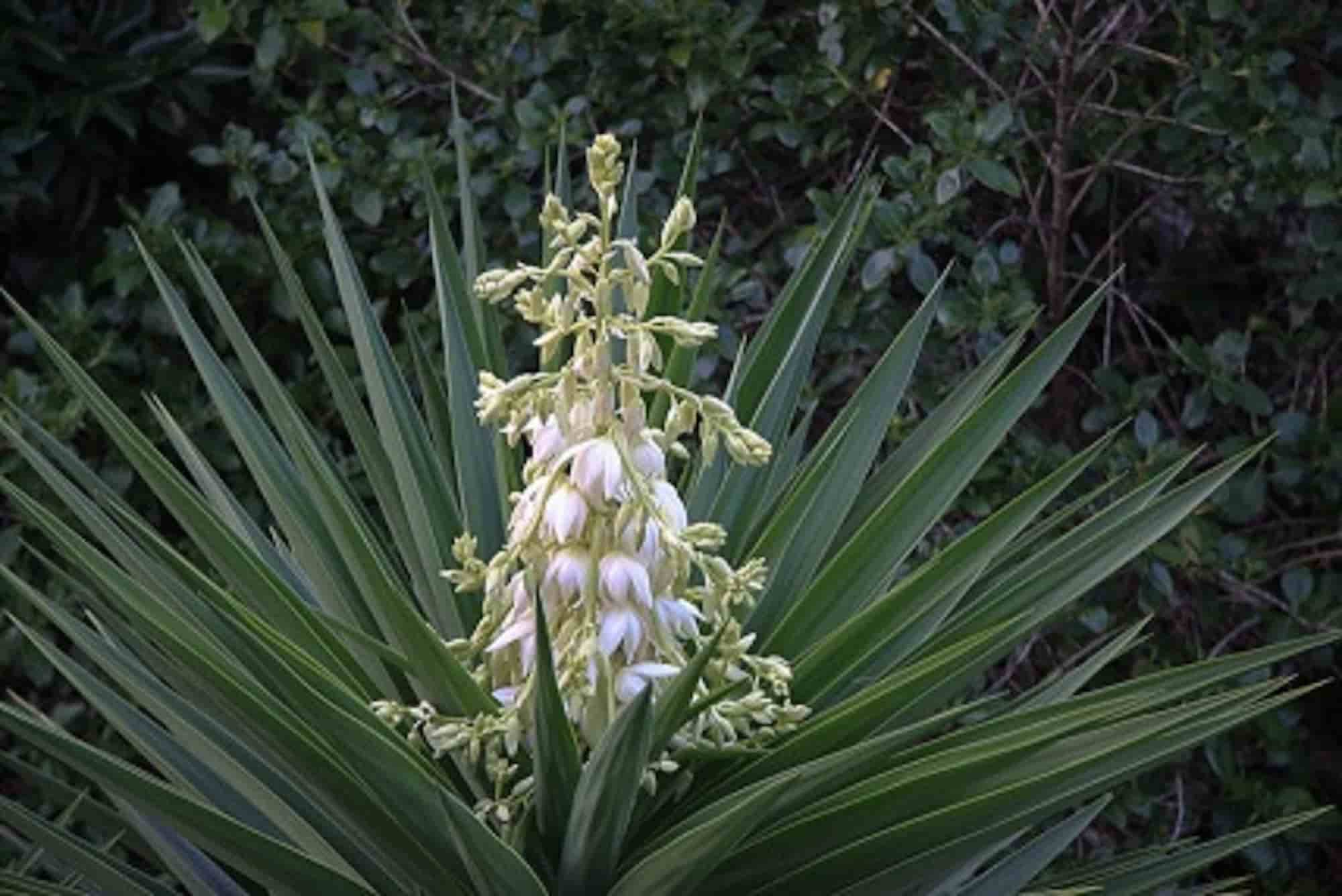 Choosing a yucca