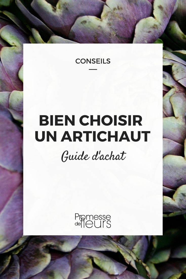 Buying Guide: Globe Artichoke