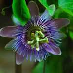 How to take cuttings from passionflower? Our illustrated guide!