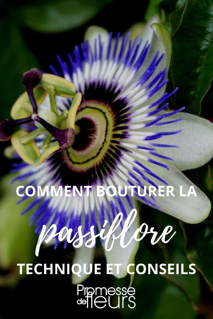 Tutorial: Taking Cuttings from Passionflower