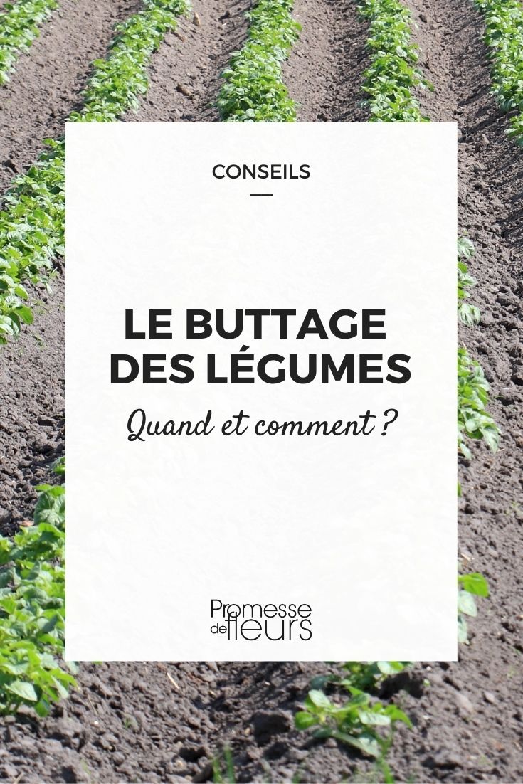 Earth up the vegetables in the garden.