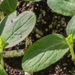 Vegetable garden calendar - April