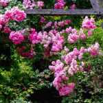 How to create a rose garden or rosarium?