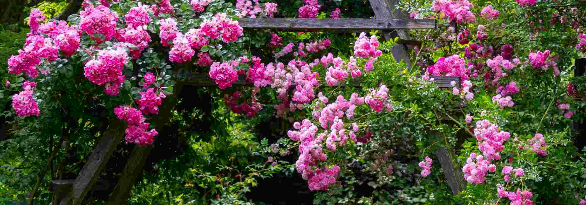 How to create a rose garden or rosarium?