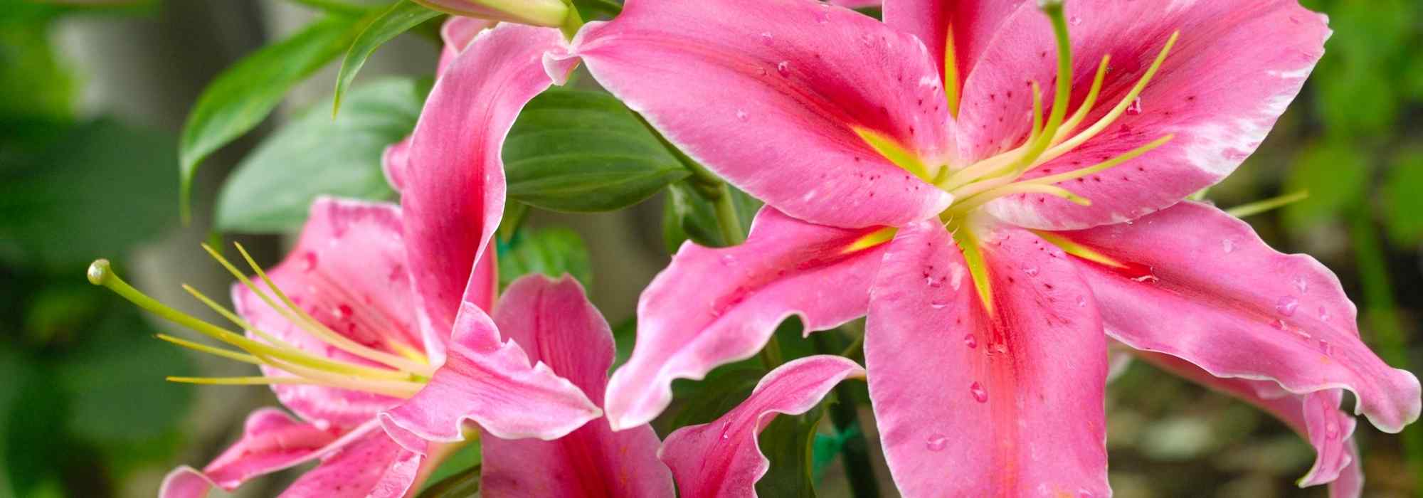 How to grow lilies in pots?