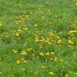 How to get rid of dandelions in short grass meadows?