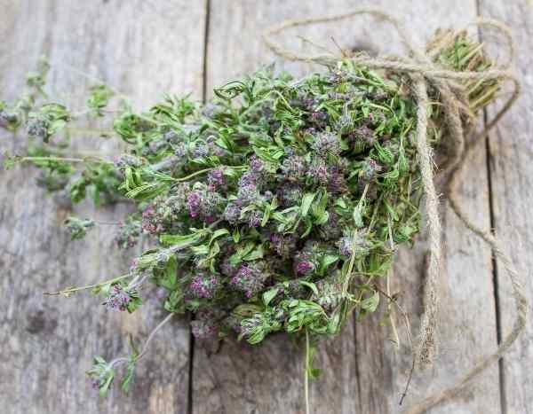 How to dry and properly store thyme?
