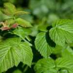 How to dry raspberry leaves?