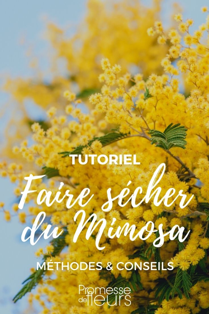How to Dry Mimosa Flowers?