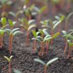 Germination of vegetable plants