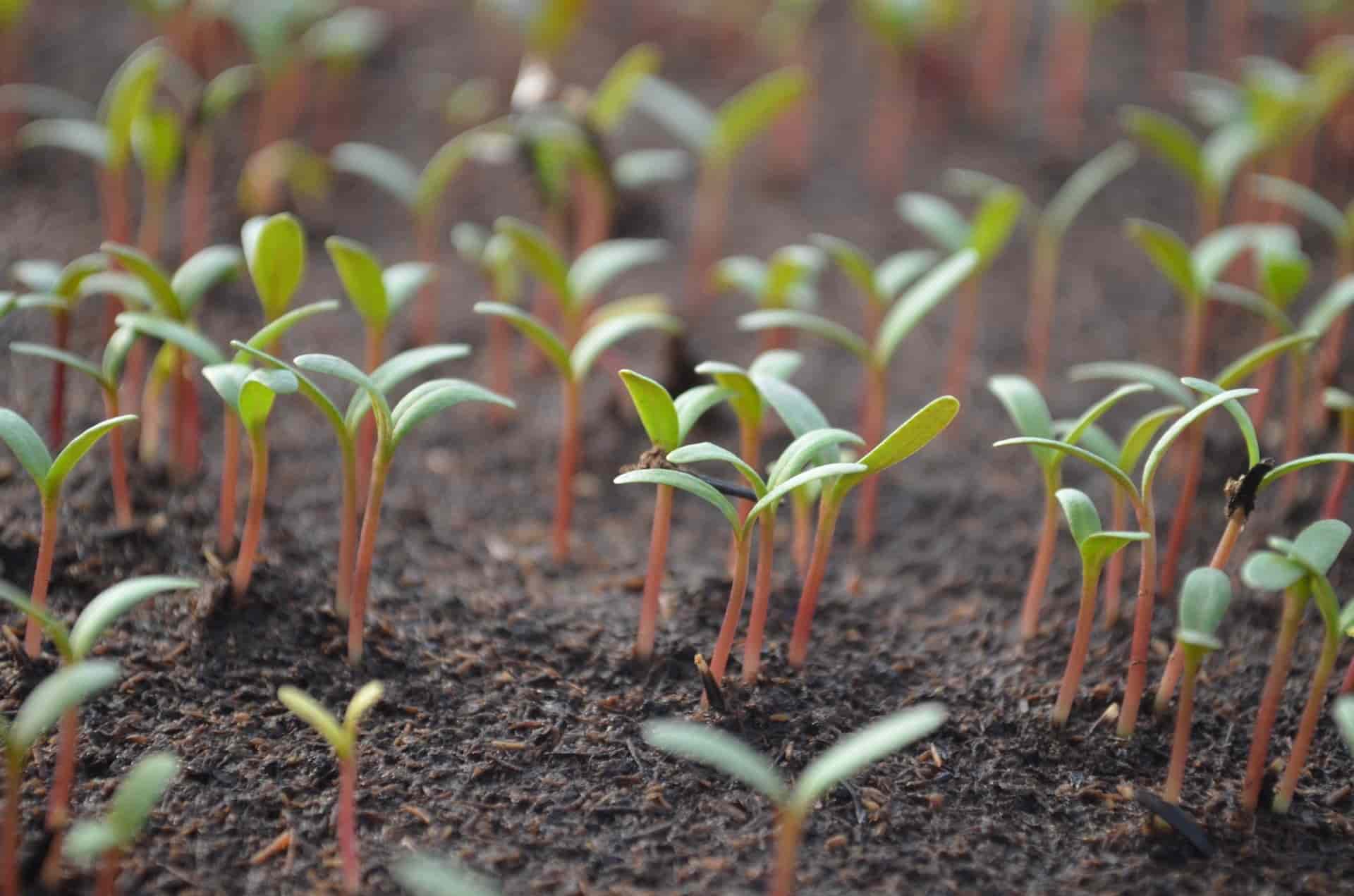 Germination of vegetable plants
